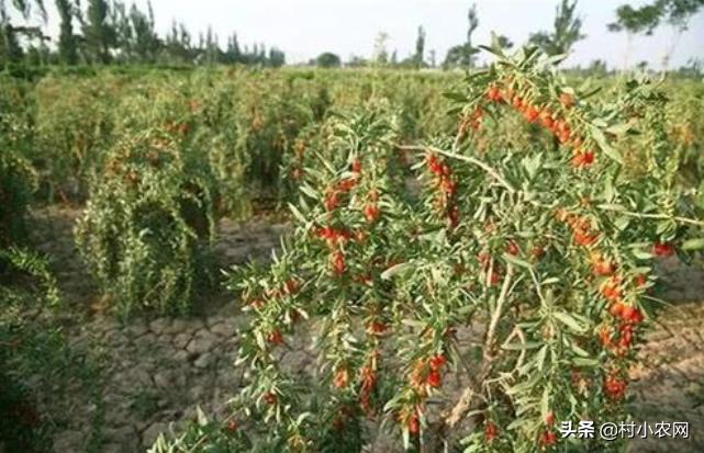 盐碱地种植什么品种树,70亩盐碱地适合种什么