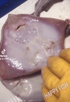 撸过猫撸过狗但你撸过“鱼”吗？