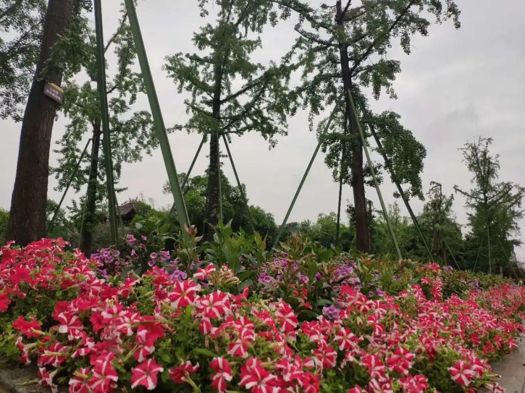 波斯菊孔雀草花海,波斯菊向日葵