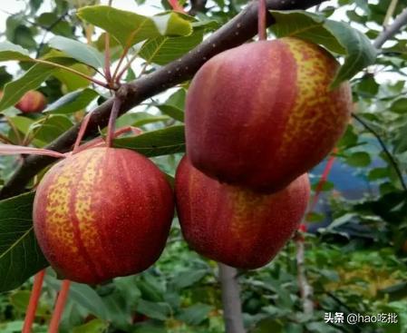 这个夏天绝不能错过的高营养水果,夏季最不容错过的4种水果