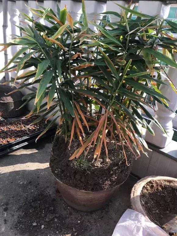 生姜入窖不到一月发芽怎么处理,生姜发芽了放土里面还能结果吗