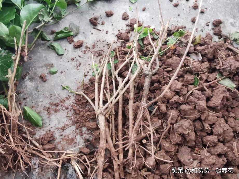 燕燕带你一步一步揭秘为什么花市买的茉莉花不换盆养不活