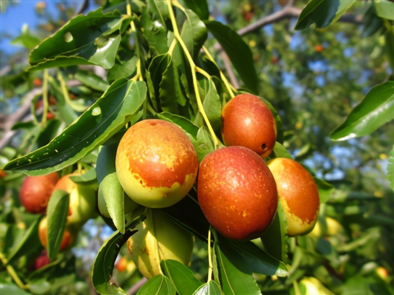 林草科普类短视频,林草科普视频
