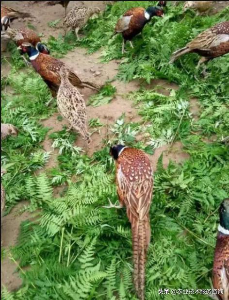 野鸡育雏技术,野鸡疫苗