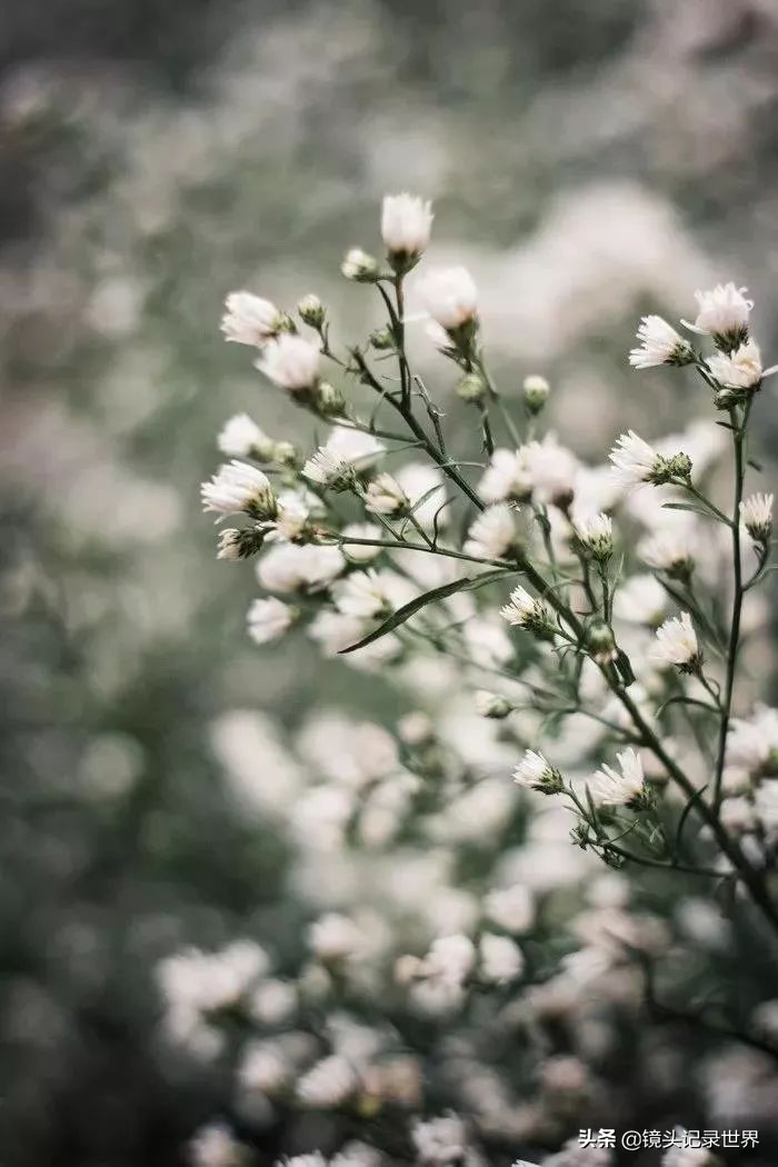 50mm定焦拍风景好吗,50mm定焦技巧