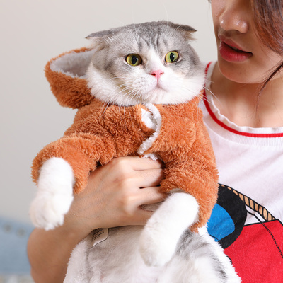 英短猫一旦出现这个6表现，离生病就不远了