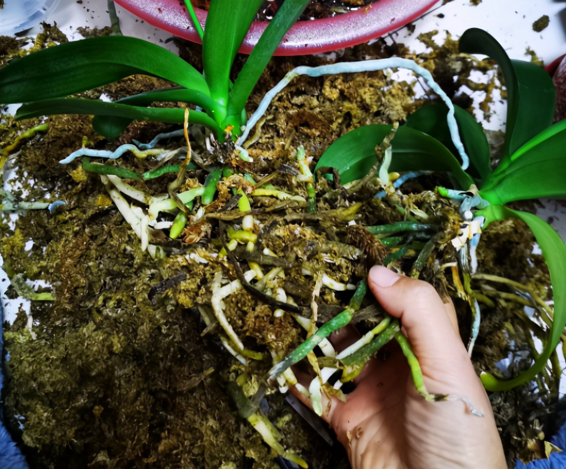 蝴蝶兰为什么花芽长得慢,蝴蝶兰长得不高怎么办