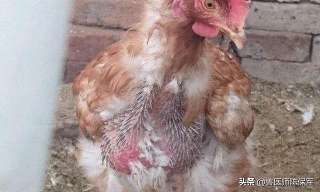 小鸡啄羽啄肛是什么原因,鸡啄羽啄肛的原因和解决方法