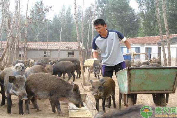 野猪养殖技术视频东北养野猪,野猪养殖前景