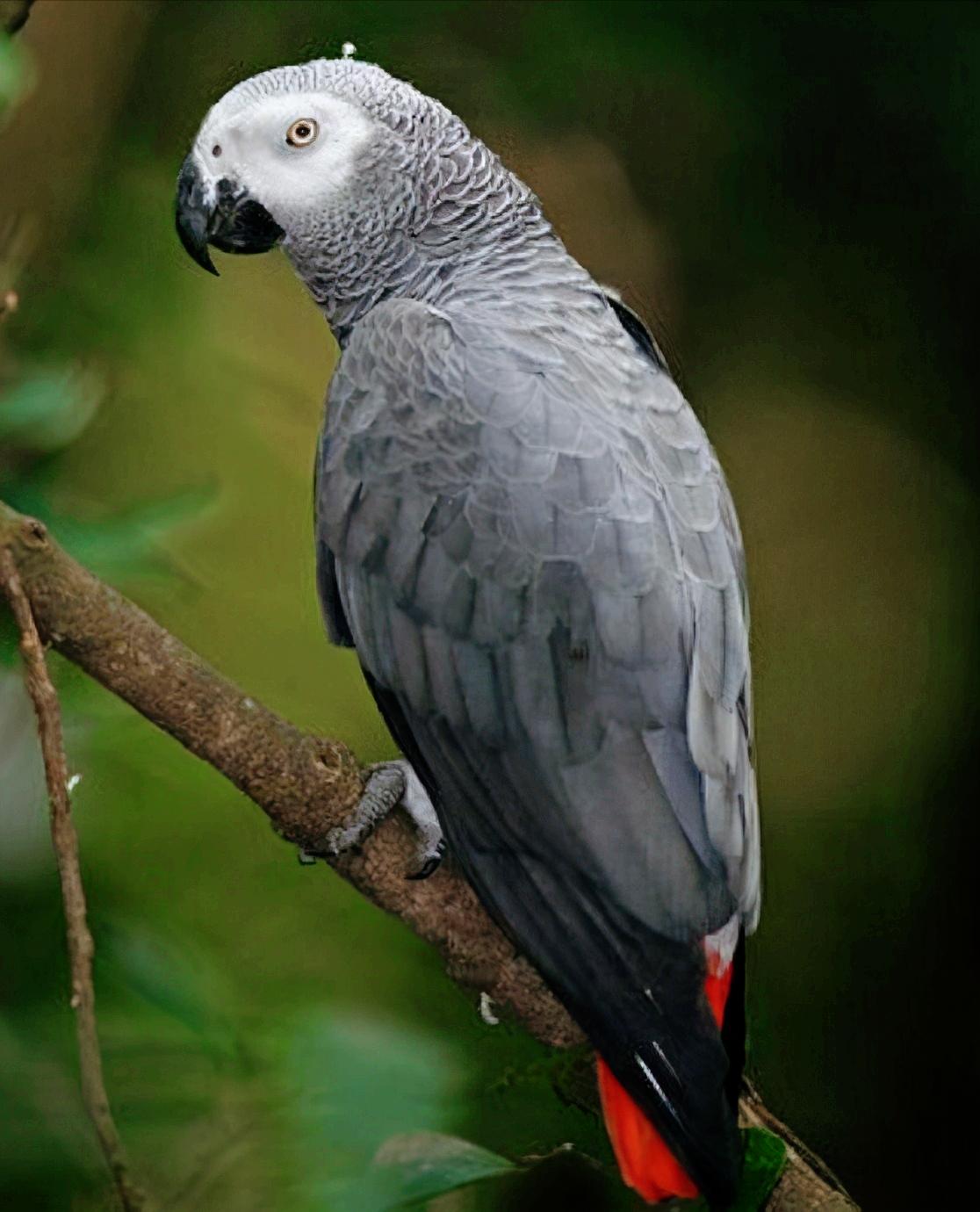 如何喂养一只鹦鹉视频教学,新手养的鹦鹉怎么喂养