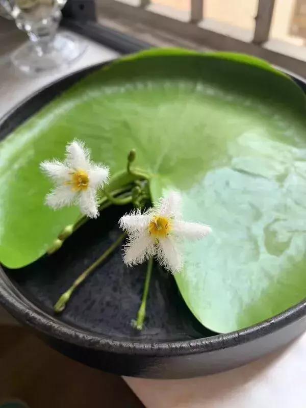 一叶莲叶子边缘发黄腐烂,一叶莲多久换一次水