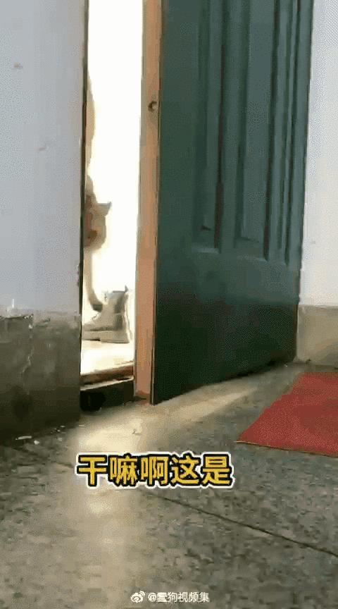 弃猫效应会不会弄巧成拙,弃猫效应有必要吗