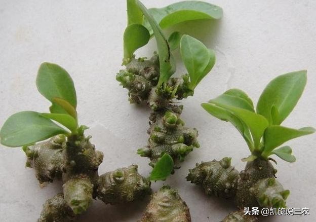 原产巴西路边常见草本,在国外没人要的野草