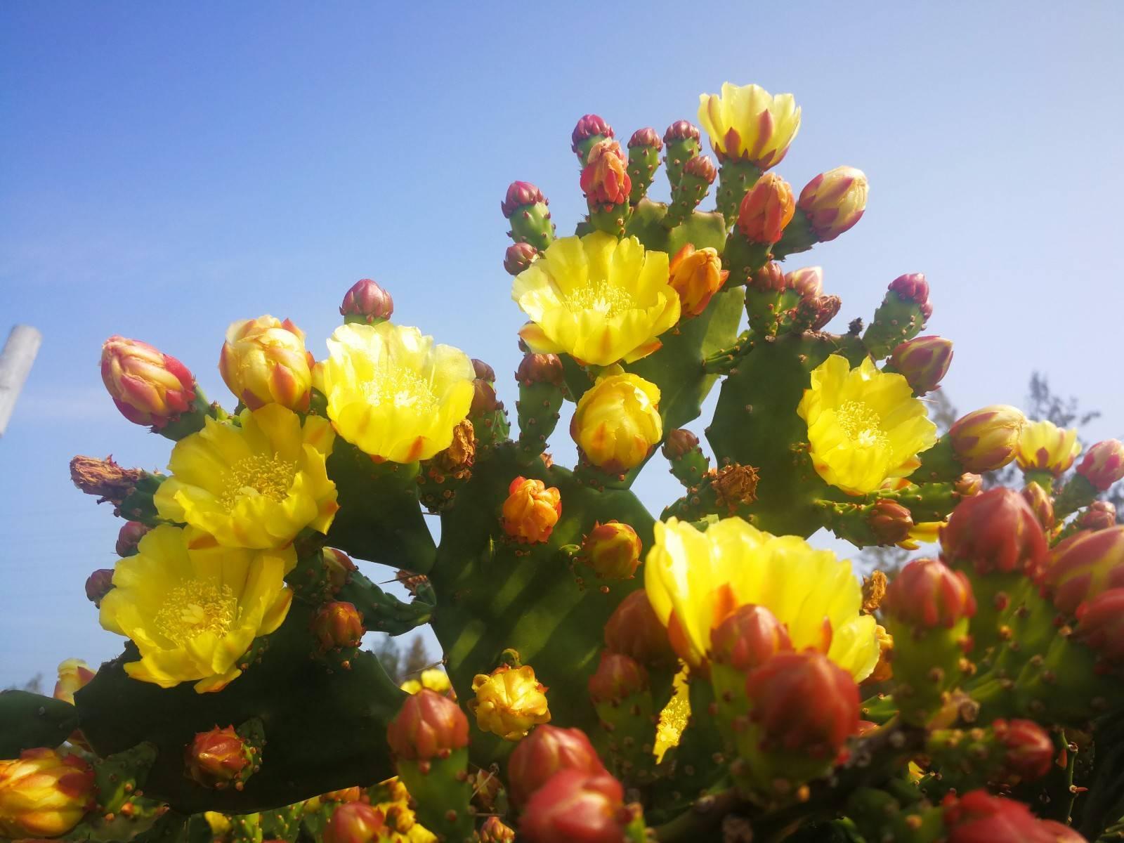 院子里种棵“仙人树”，花开香气飘飘，果熟收获满满