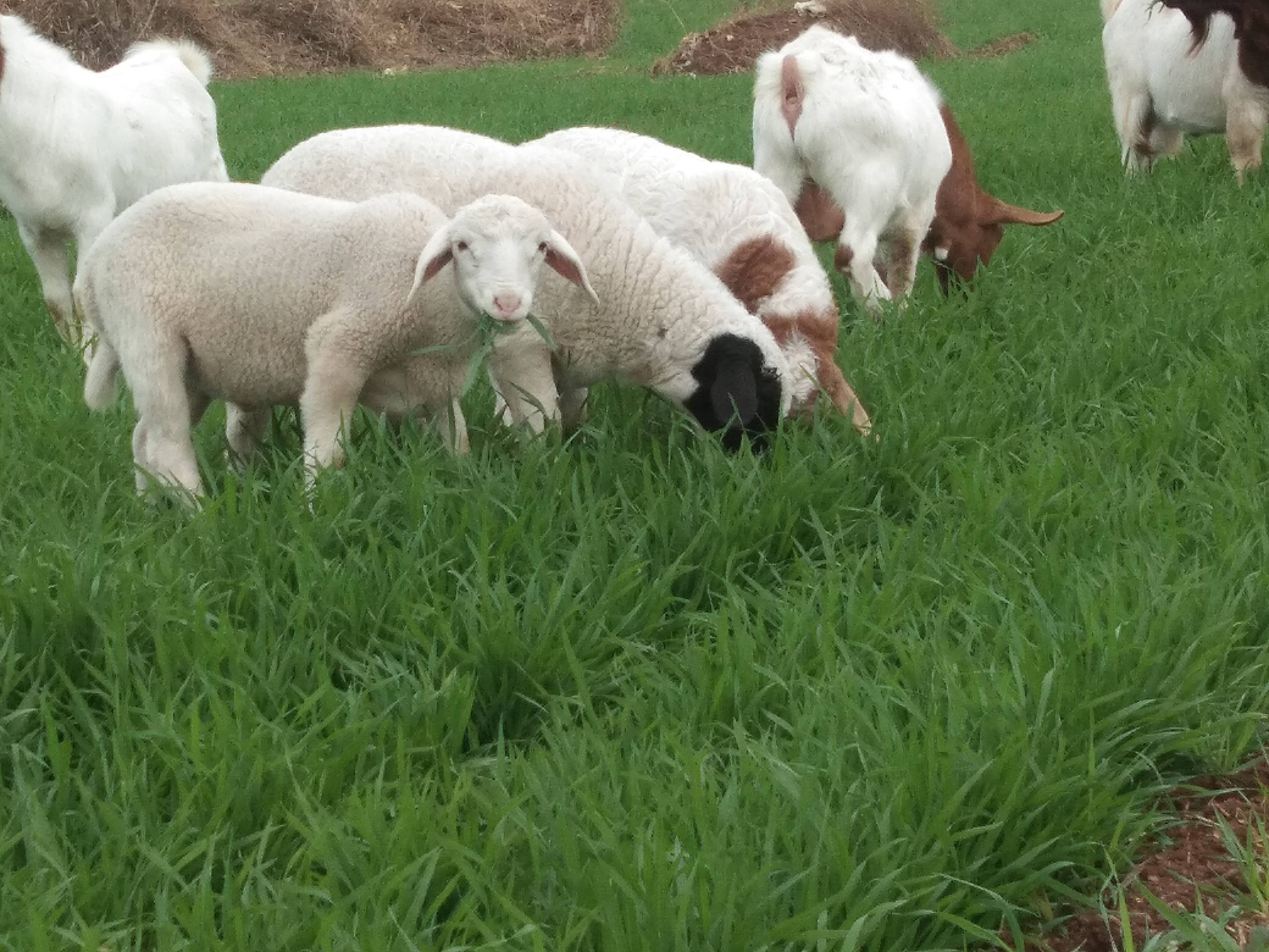 养羊必打哪些预防针,春天养鸡防寒防病喂什么药