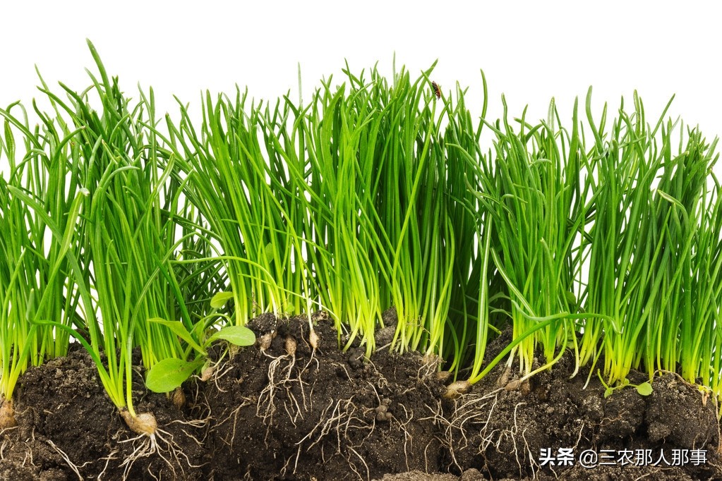 小麦不用农药如何防止长虫,小麦虫害最新解决方法