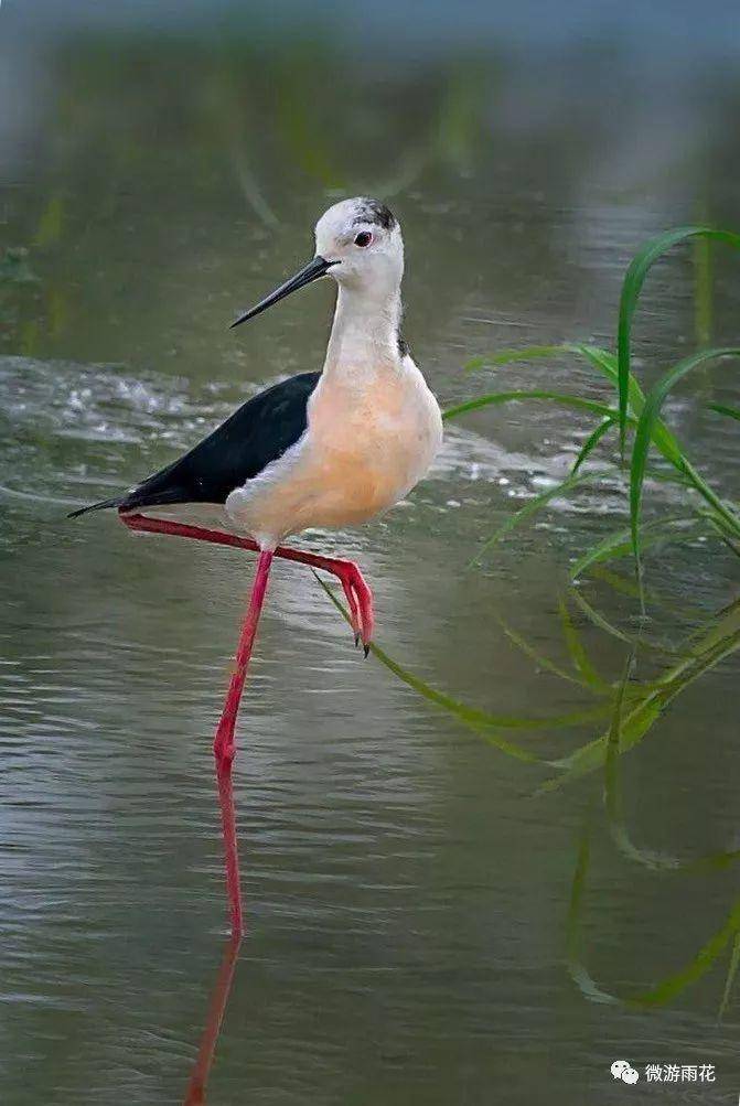 南京三桥湿地生态公园,南京三桥湿地公园