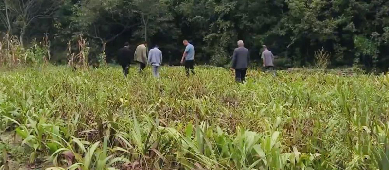 农村小伙白手起家挣千万,返乡种药材致富故事