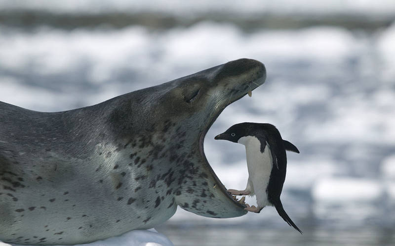 盘点动物界的奇葩恋爱,动物界的奇葩配偶方式