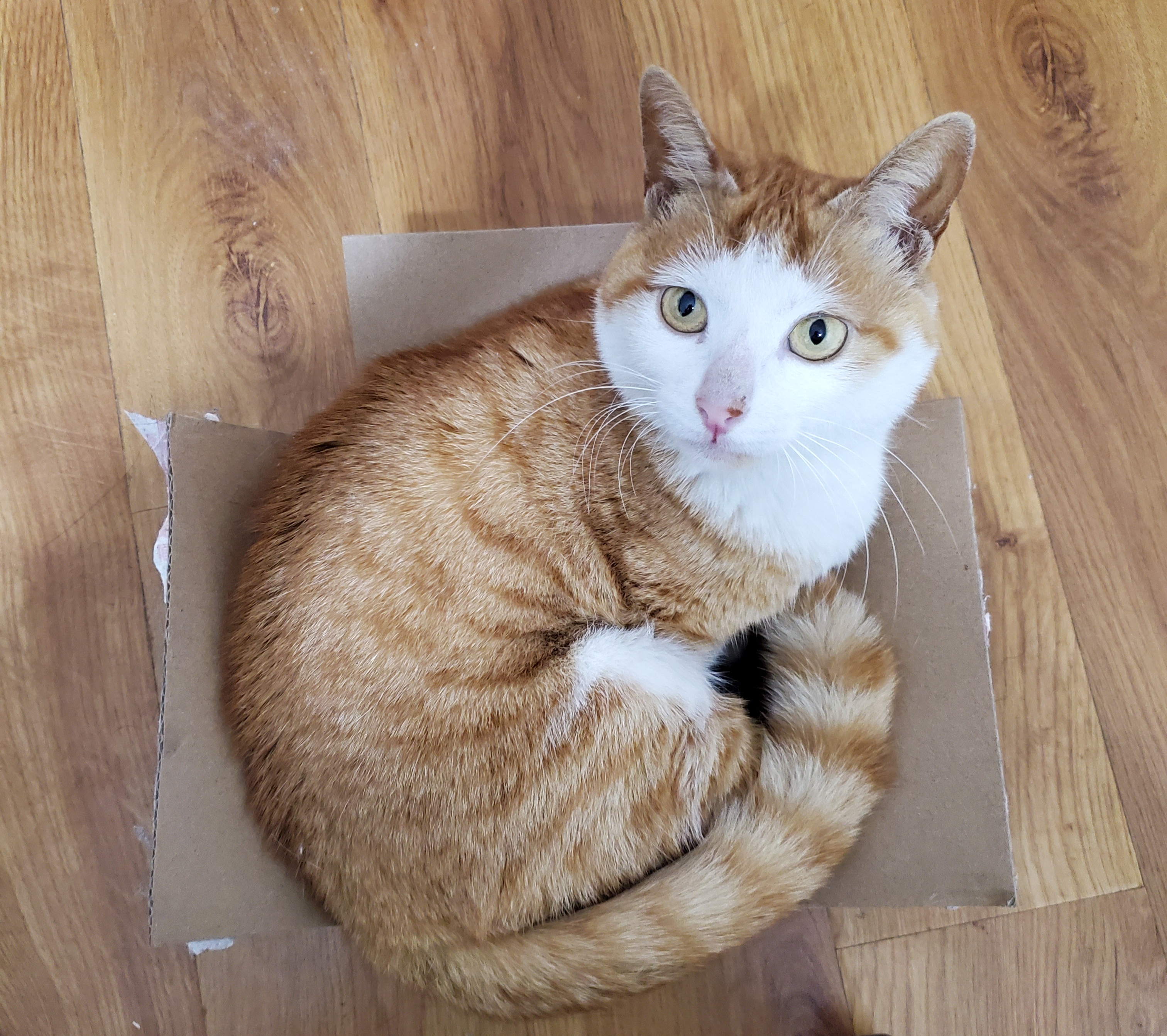 养一只四肢残疾的小猫是种什么经验?