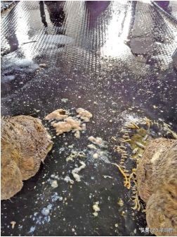 牛得了乳房炎能自愈吗,牛得乳腺炎症状有哪些