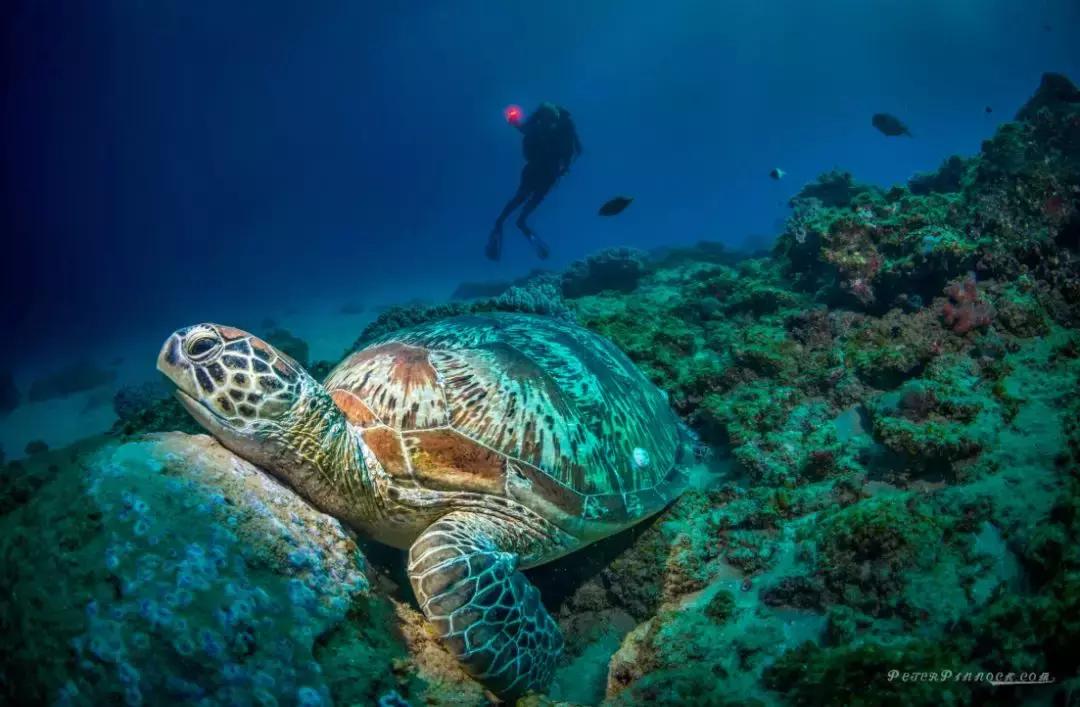 涛岛潜水好吗,去涛岛潜水