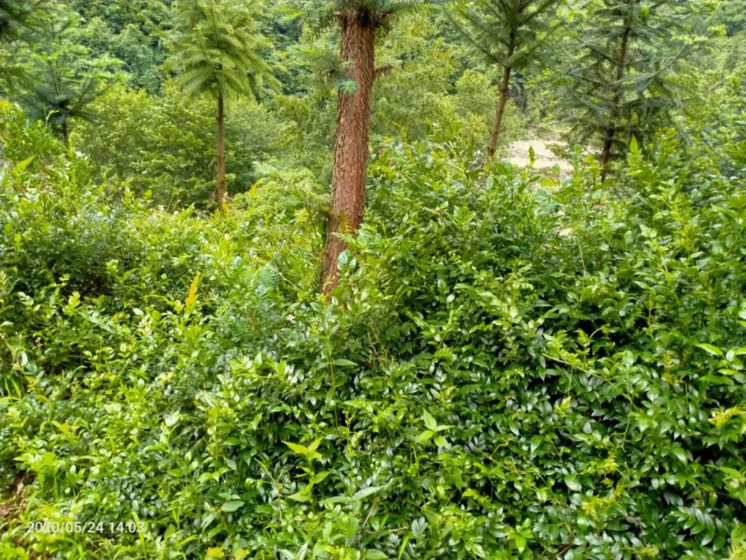 张家界的莓茶酥,张家界的莓茶是什么植物