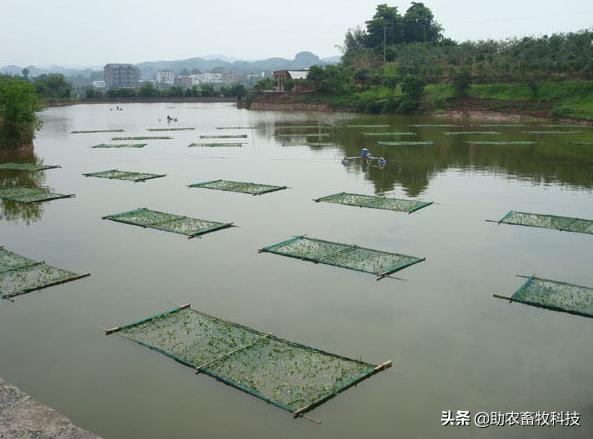 鱼塘水质差用什么改善水质,鱼塘流入养殖场废水如何处理