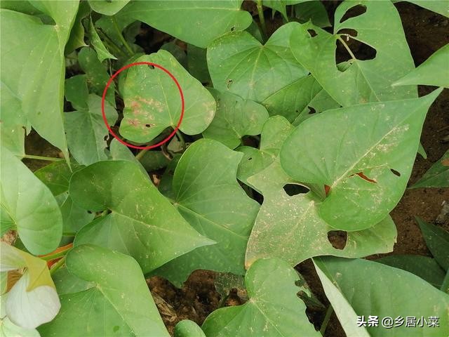 红薯叶凹凸不平是啥原因,红薯叶病害症状图片