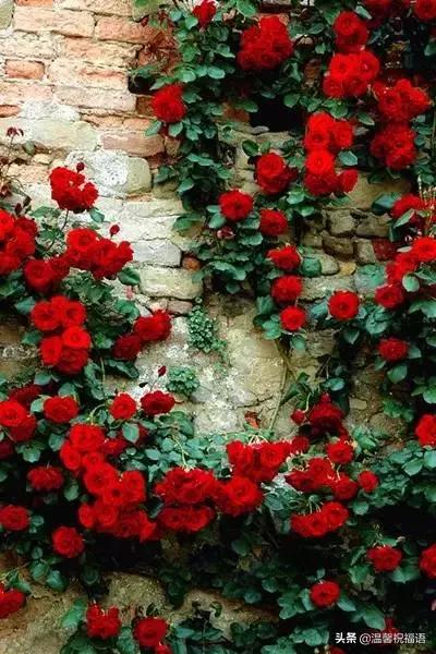 几句好的祝福语,很漂亮的一句话送给自己