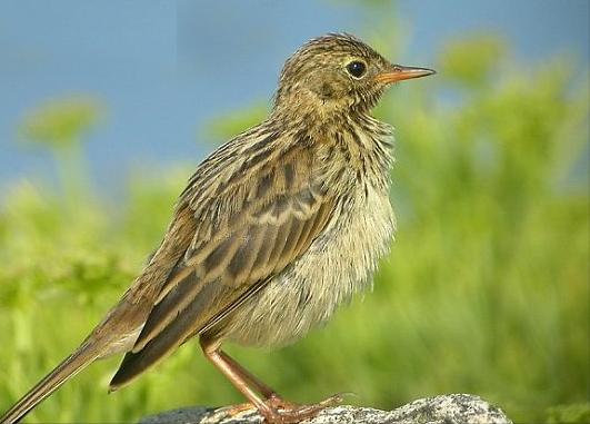 东江揽胜,惠州淡水常见鸟类图谱