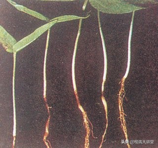 诺基尔:立枯病综合防治技术及治疗药剂大全,选对药很关键?