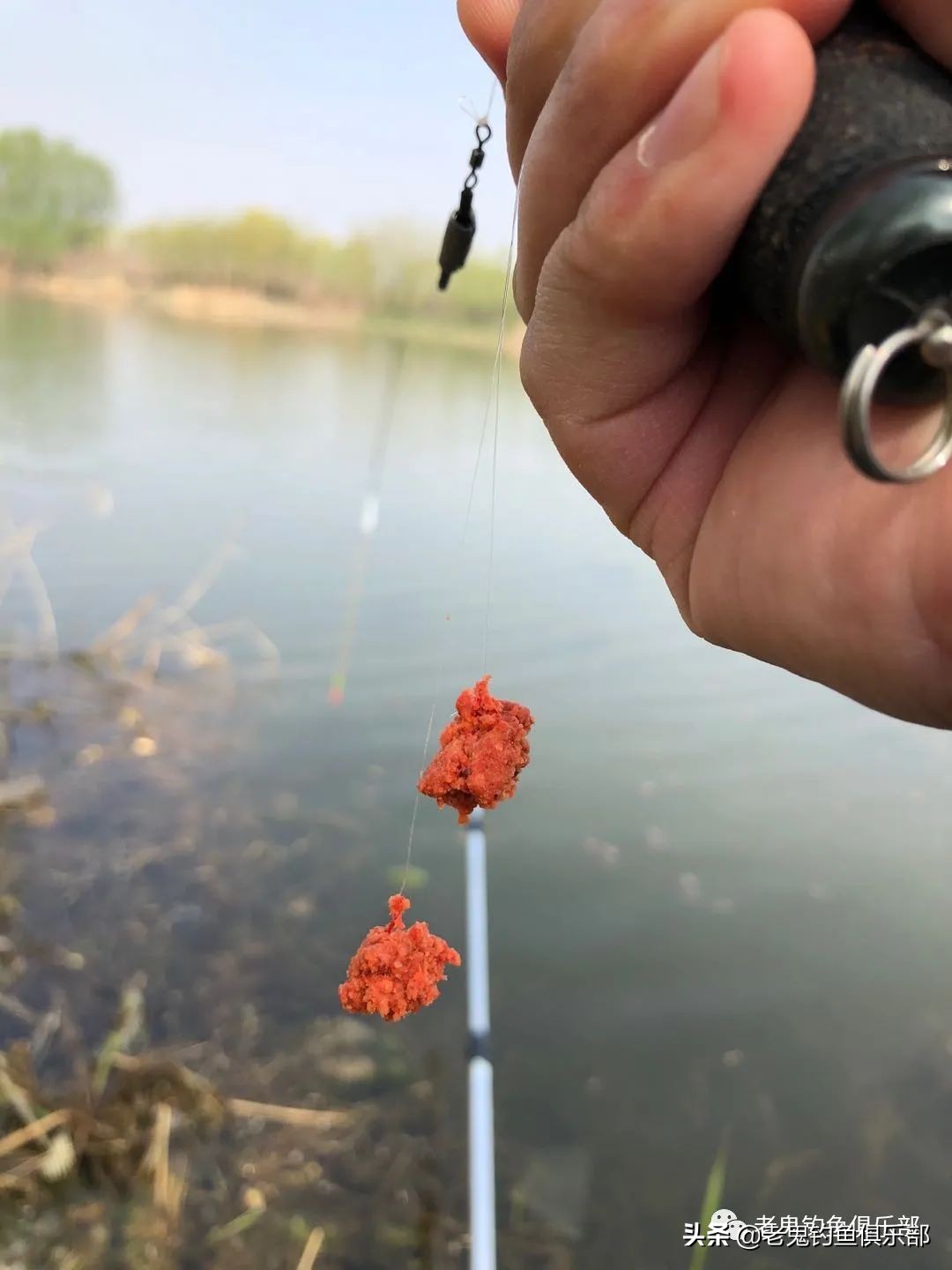 单开红虫,单开红虫拉饵