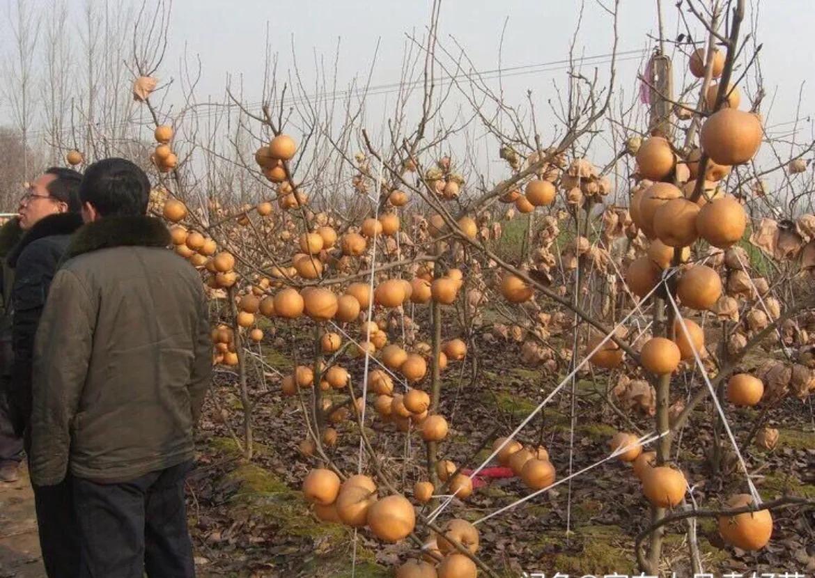 晚秋黄梨树苗哪里有售,早熟红心梨树苗出售