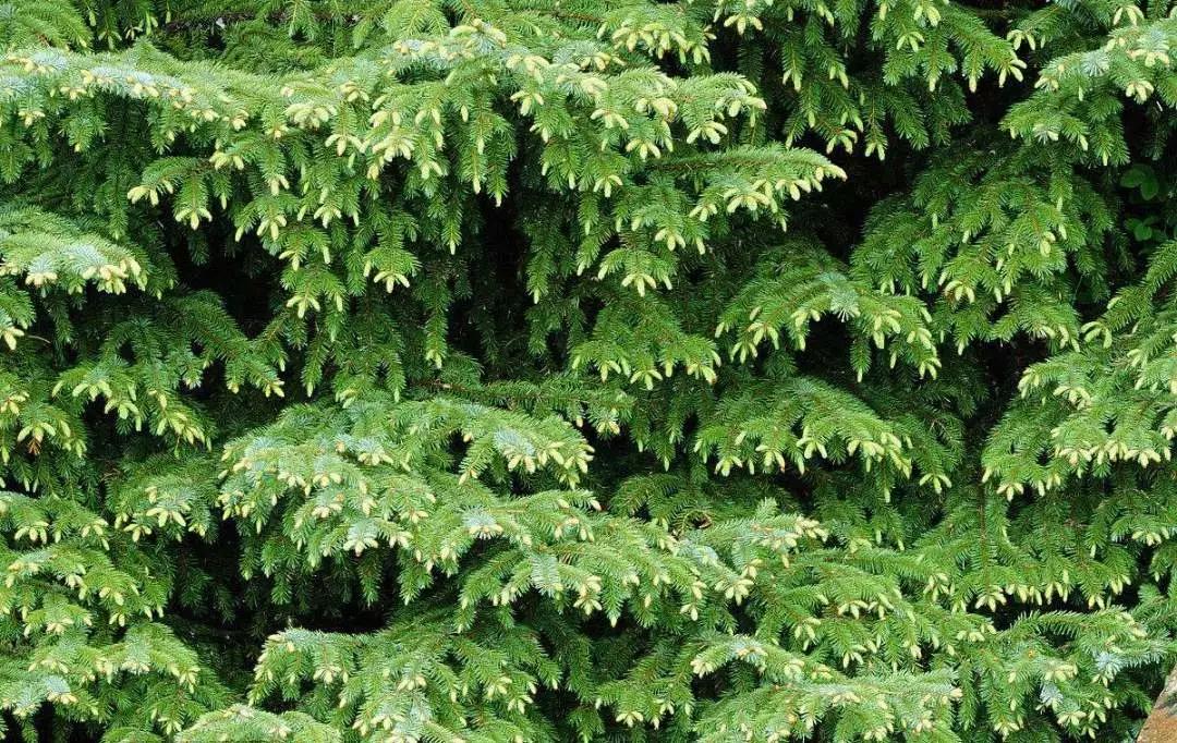 绿化用苗有哪些好品种,现在春季绿化都有哪些绿化苗