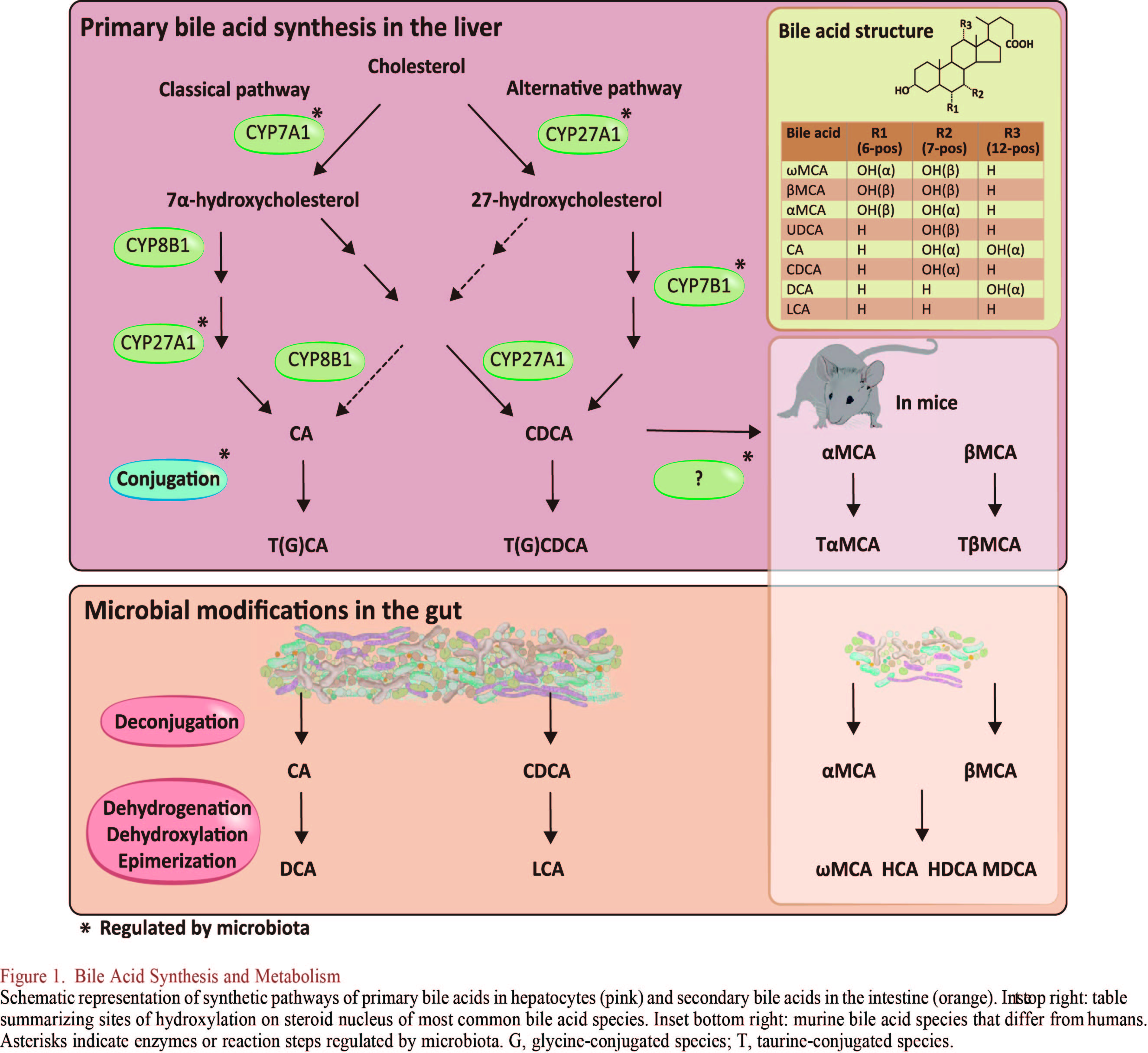cellmetabolism和cell关系,cellmetabolism影响力