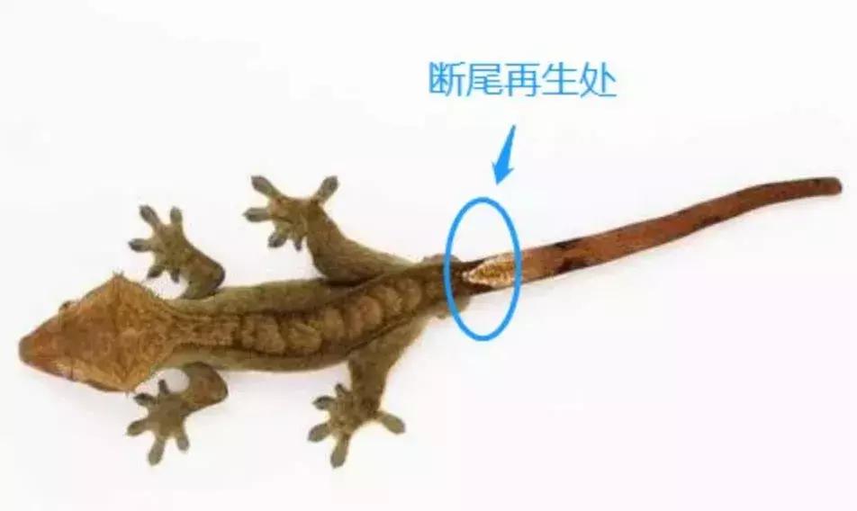 瘢痕体质如果要动手术怎么办,不太严重的疤痕体质能做手术吗