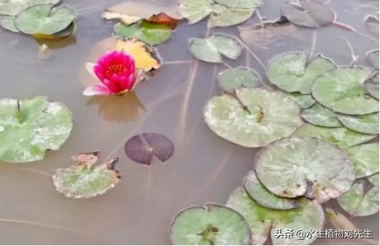 睡莲的养殖方法和注意事项有哪些,最难养的睡莲养殖方法和注意事项