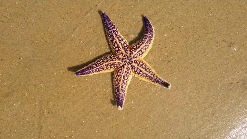 开海什么海鲜最好,开海季肥美海鲜