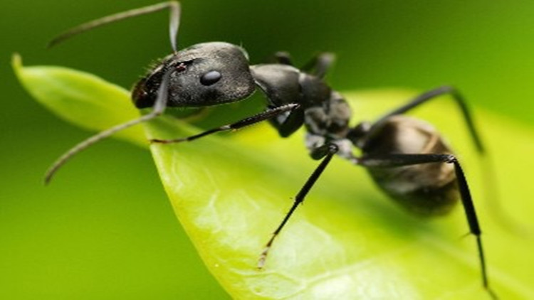 小区灭虫推荐,居家灭虫神器