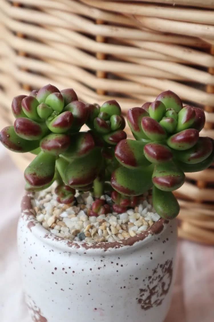 多肉名字怎么记,多肉的品种图片及名字寓意