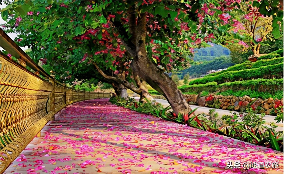 在乡村振兴中发挥雁阵效应,湖南鹊山模式培育乡村振兴领头雁