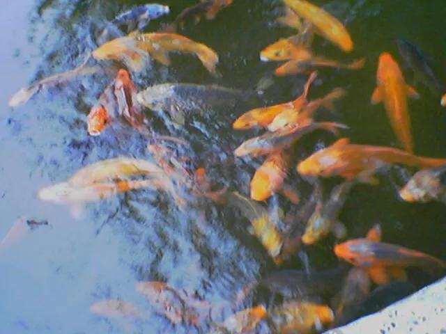 曾经特别火的拍照手机,那些年的拍照手机