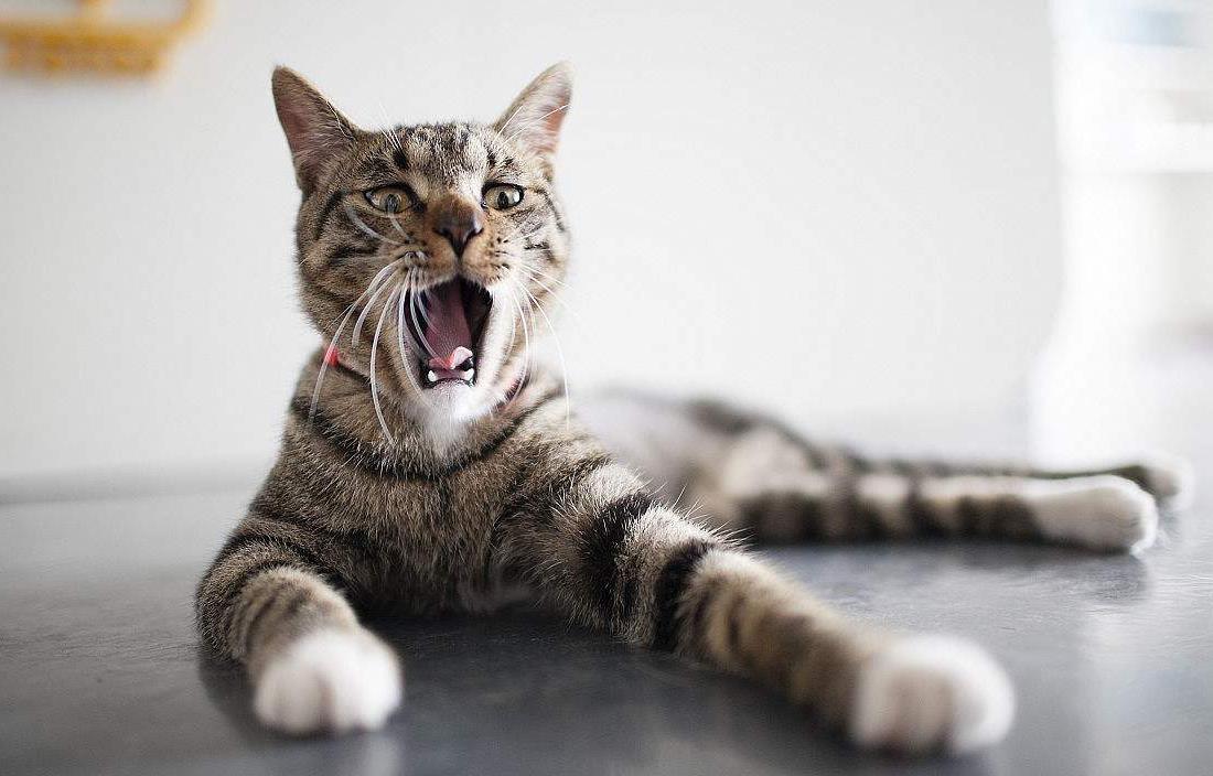 超级好用猫咪洗澡神器,猫咪洗澡神器打泡器