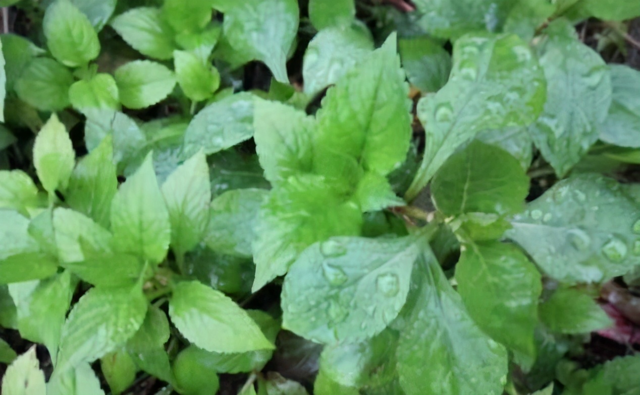 寻味武汉:坚持做传统粤菜27年不变,鸡有鸡味,鱼有鱼香