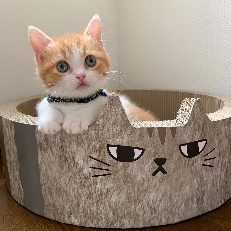 小奶猫成精睡姿萌化,一只成精的猫咪这睡姿太可怕了