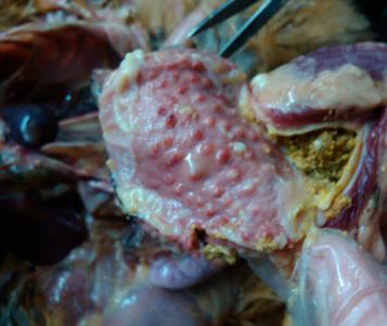 鸡急性禽霍乱怎么治疗,鸡禽霍乱怎么治