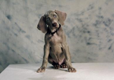 家里狗掉毛难闻是什么病,狗狗身体发臭什么原因