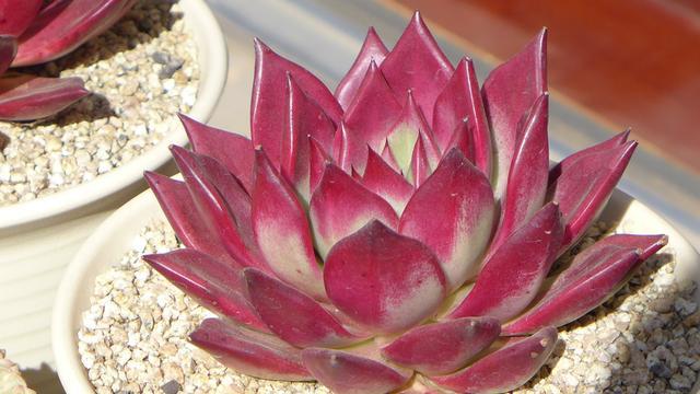 阳台上不要放这四种东西,阳台上不宜放什么植物