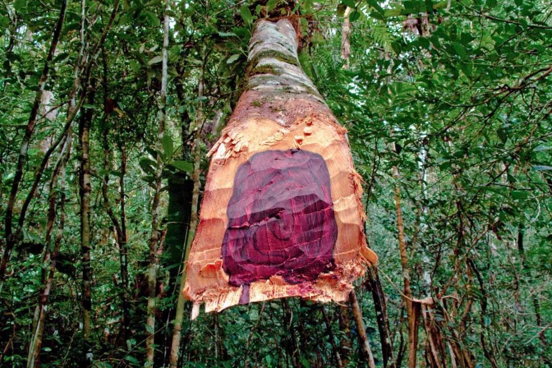 花的性感树的强劲——花梨木